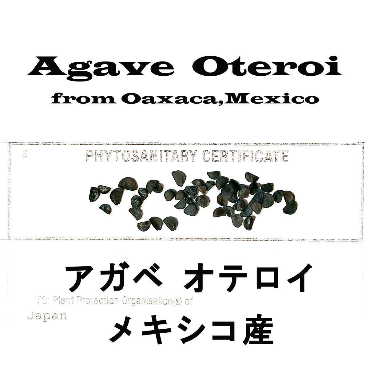 2月入荷 20粒+ メキシコ産 オテロイ 種子 種 証明書あり Agave oteroi チタノタ titanota FO-076 アガベ拍卖