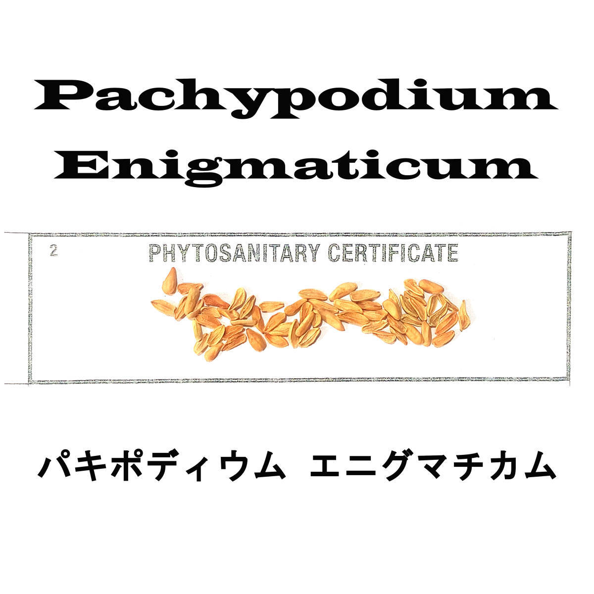 9月入荷 5粒+ パキポディウム エニグマティクム エニグマチカム 種子 種 証明書拍卖