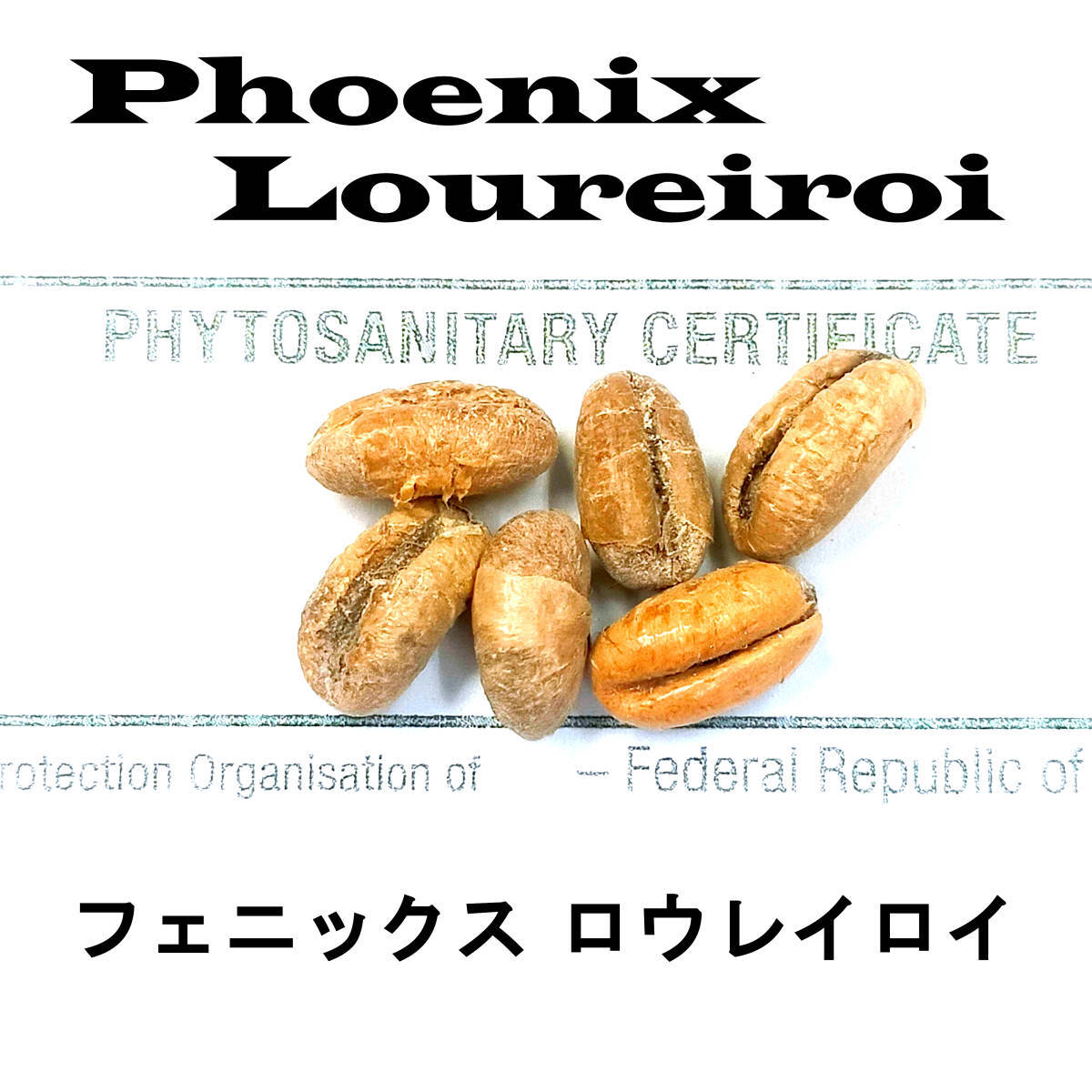 3月入荷 10粒+ フェニックス ロウレイロイ ソテツジュロ 種子 種拍卖