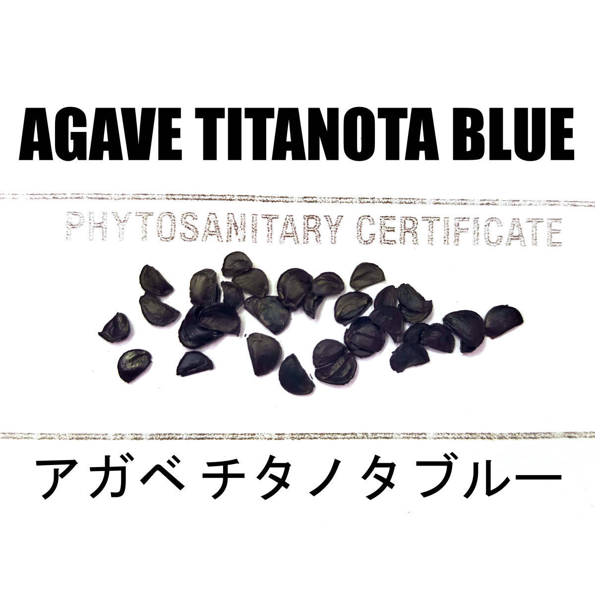 5月入荷 20粒+ アガベ チタノタブルー 種 種子 証明書あり拍卖