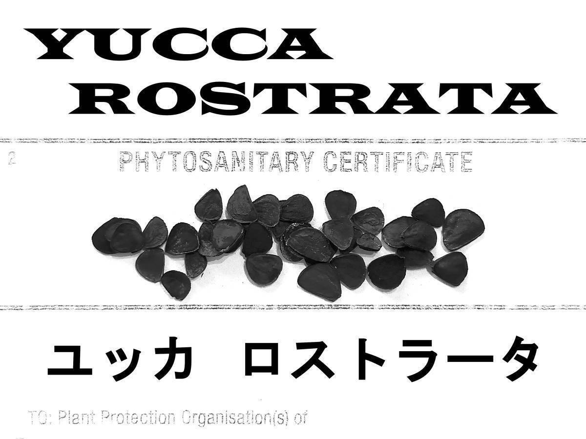 【鮮度抜群】7月入荷 100粒+ ユッカ ロストラータ 種 種子 植物検疫証明書あり拍卖