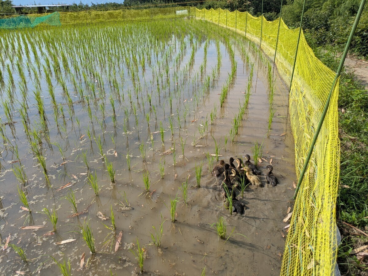 和歌山のアイガモ米(玄米3キロ)★天日干し★令和7年度新米★送料無料拍卖