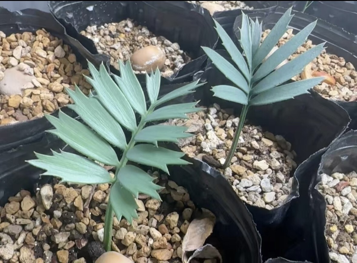 S55 エンセファラルトス・ホリダス Encephalartos horridus 種子2粒 新鮮な種子 南アフリカ産拍卖