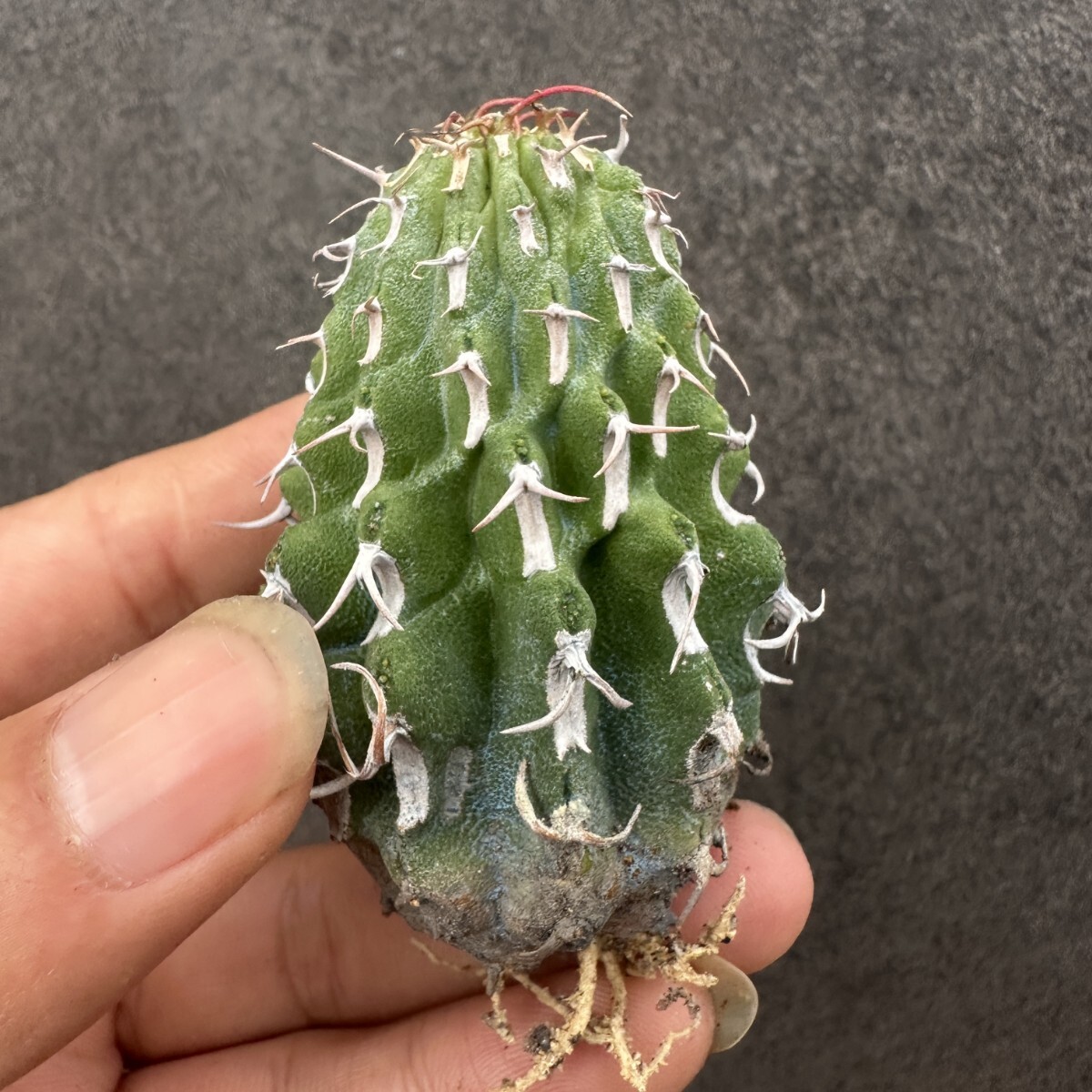 S1 多肉植物 サボテン ユーフォルビア・コルムナリス【Euphorbia columnaris】長刺タ拍卖