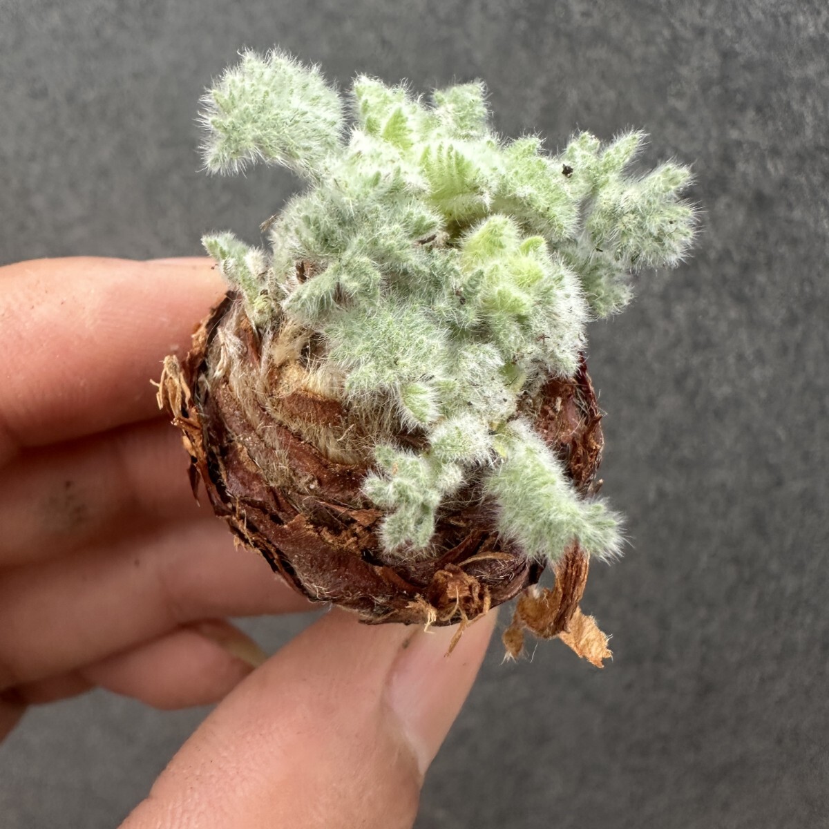 S3 ペラルゴニウム アッペンディクラツム 多肉植物 塊根植物 大株拍卖