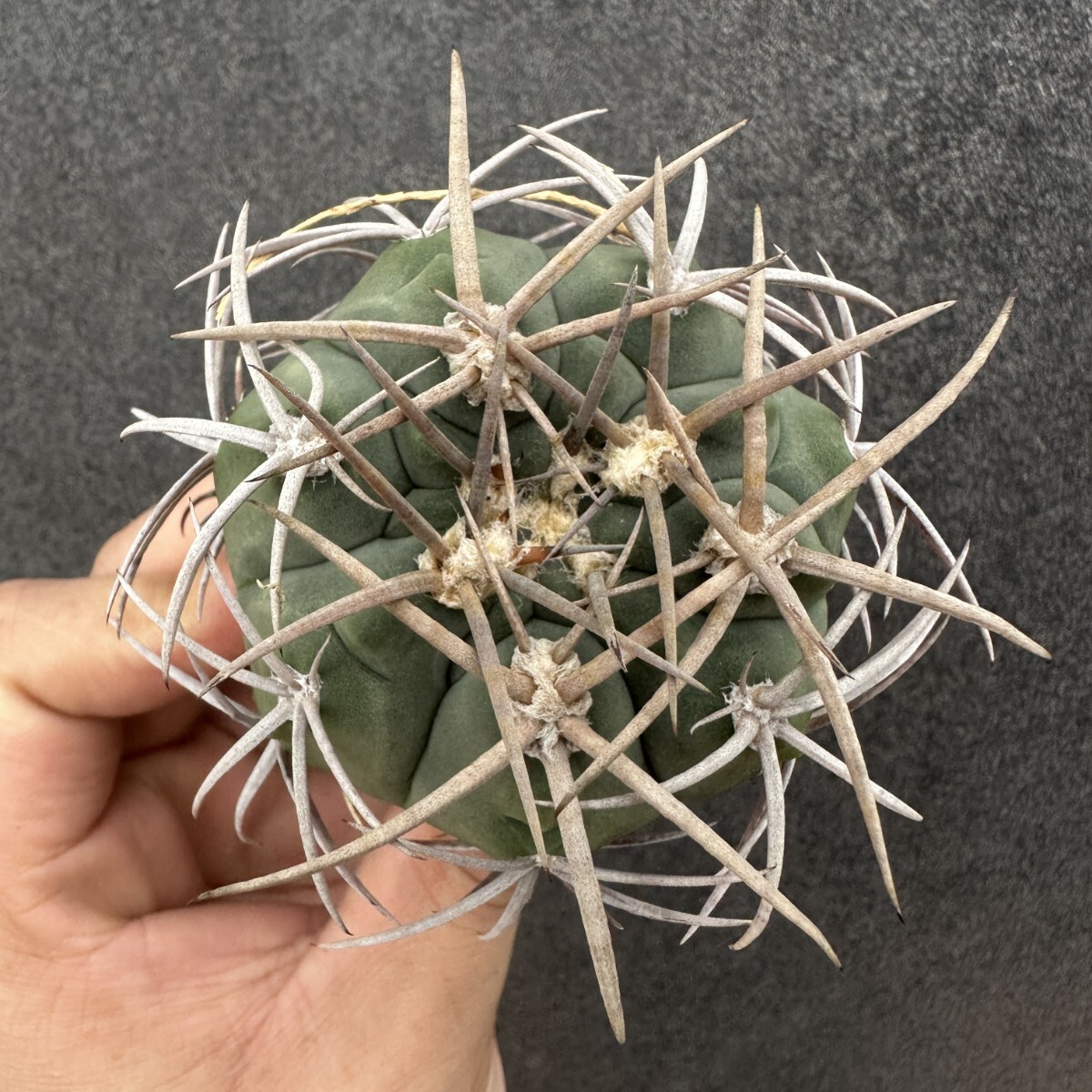 S4 サボテン 多肉植物 ギムノカリキュウム フェロシオール Gymnocalycium hybopleurum v.ferocior seedlings拍卖