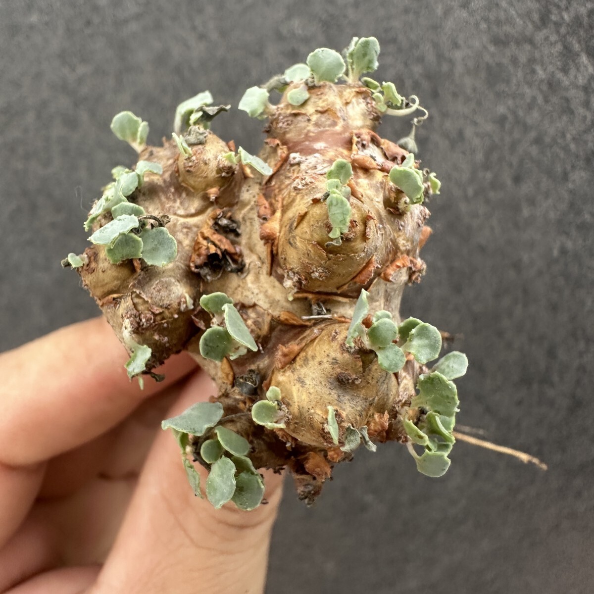 S5 特選 多肉植物 珍奇塊根植物 コーデックス オトンナ カカリオイデス(実生)拍卖