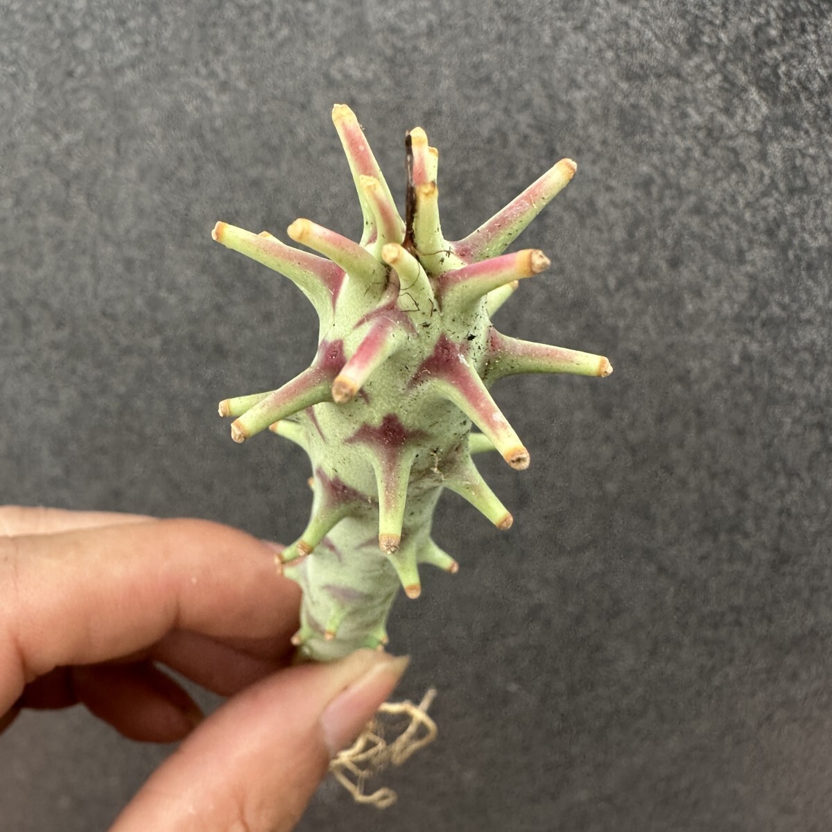 S6 Euphorbia longetuberculosa ロンギツベルクローサ 実生苗 多肉植物  ユーフォルビア拍卖