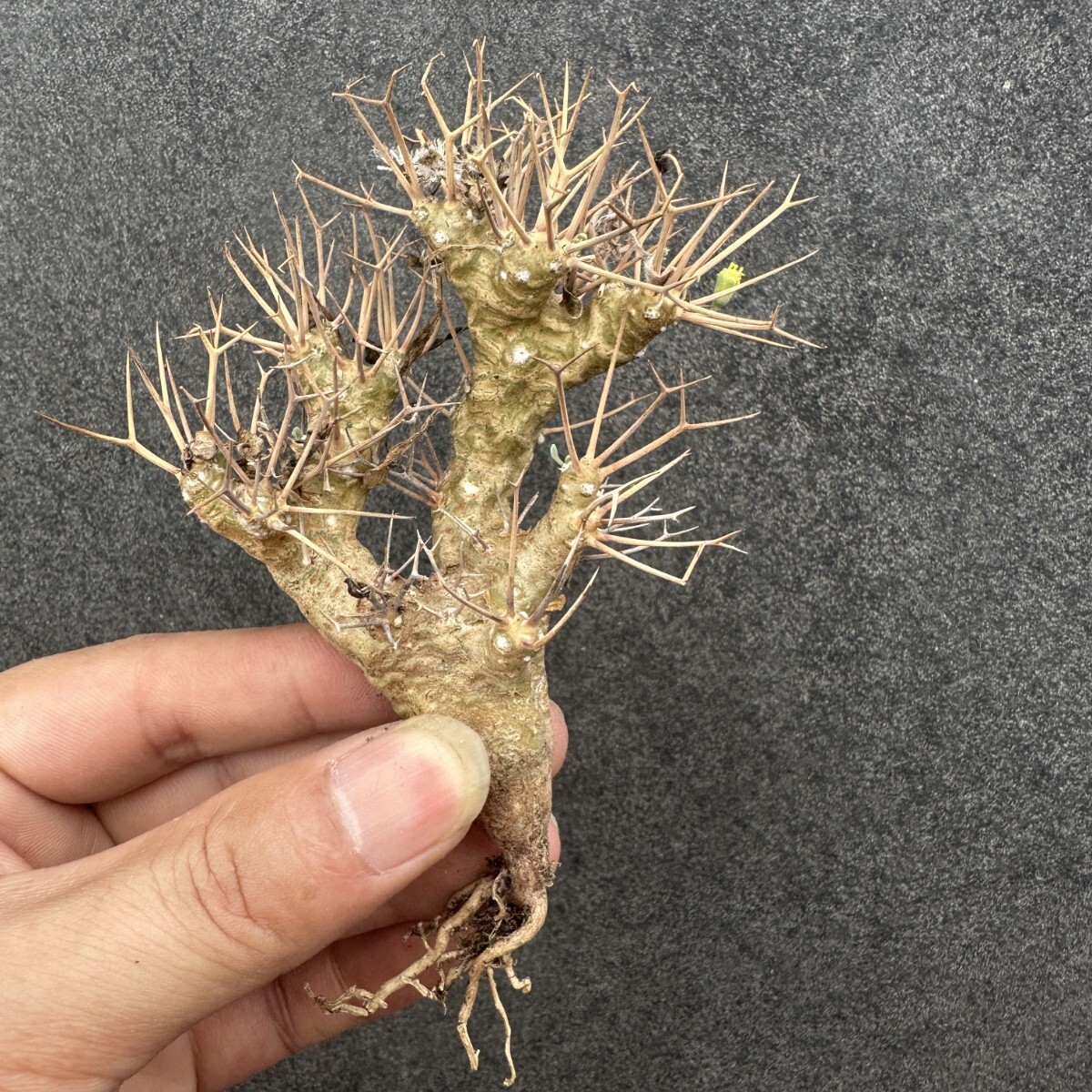 S7 多肉植物 塊根植物 オトンナ・ユーホルビオイデス/黒鬼殿/Othonna euphorbioides厳選株 実生苗拍卖