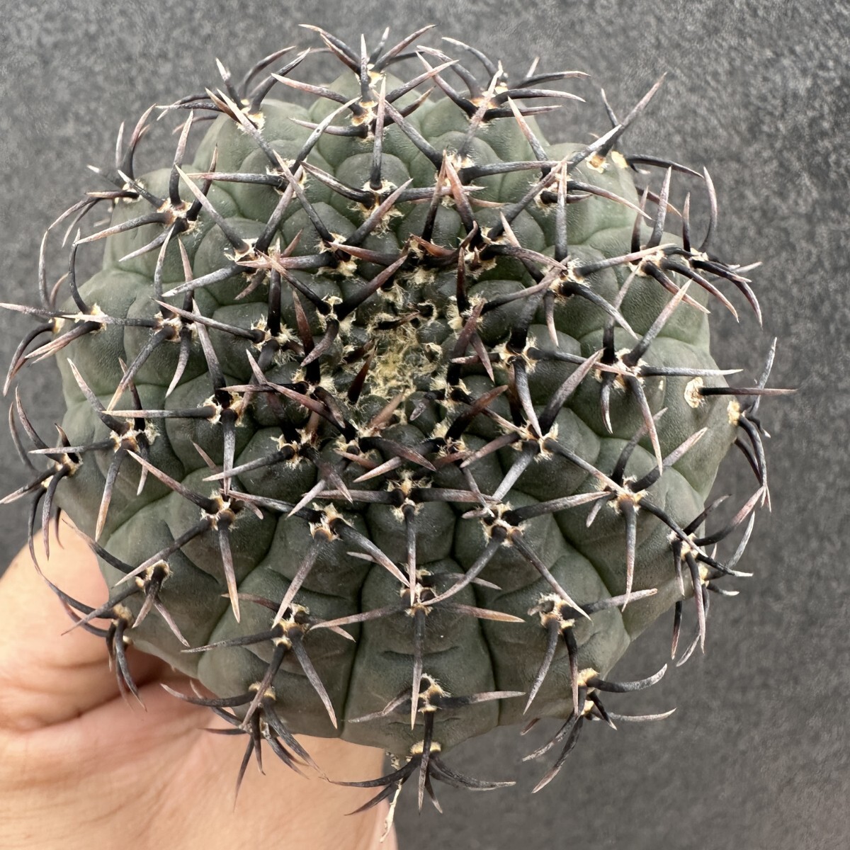 S8 サボテン 多肉植物 ギムノカリキウム 特選実生太刺 黒刺鳳頭拍卖