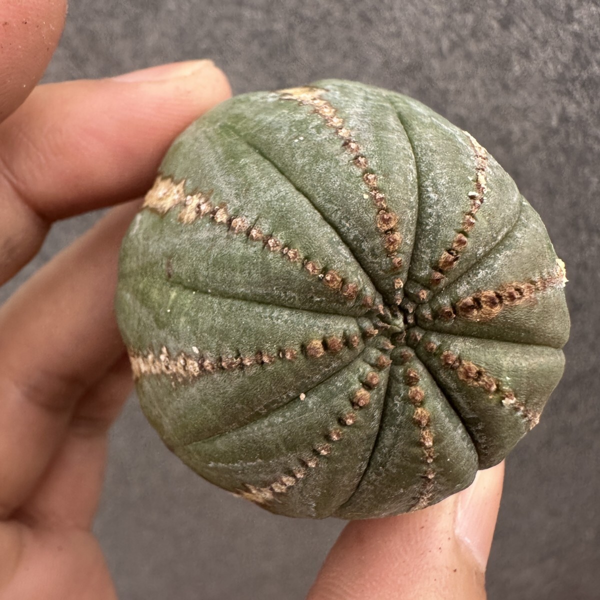 S9 ユーフォルビア オベサ Euphorbia obesa ( 検索 塊根植物 多肉植物 )拍卖