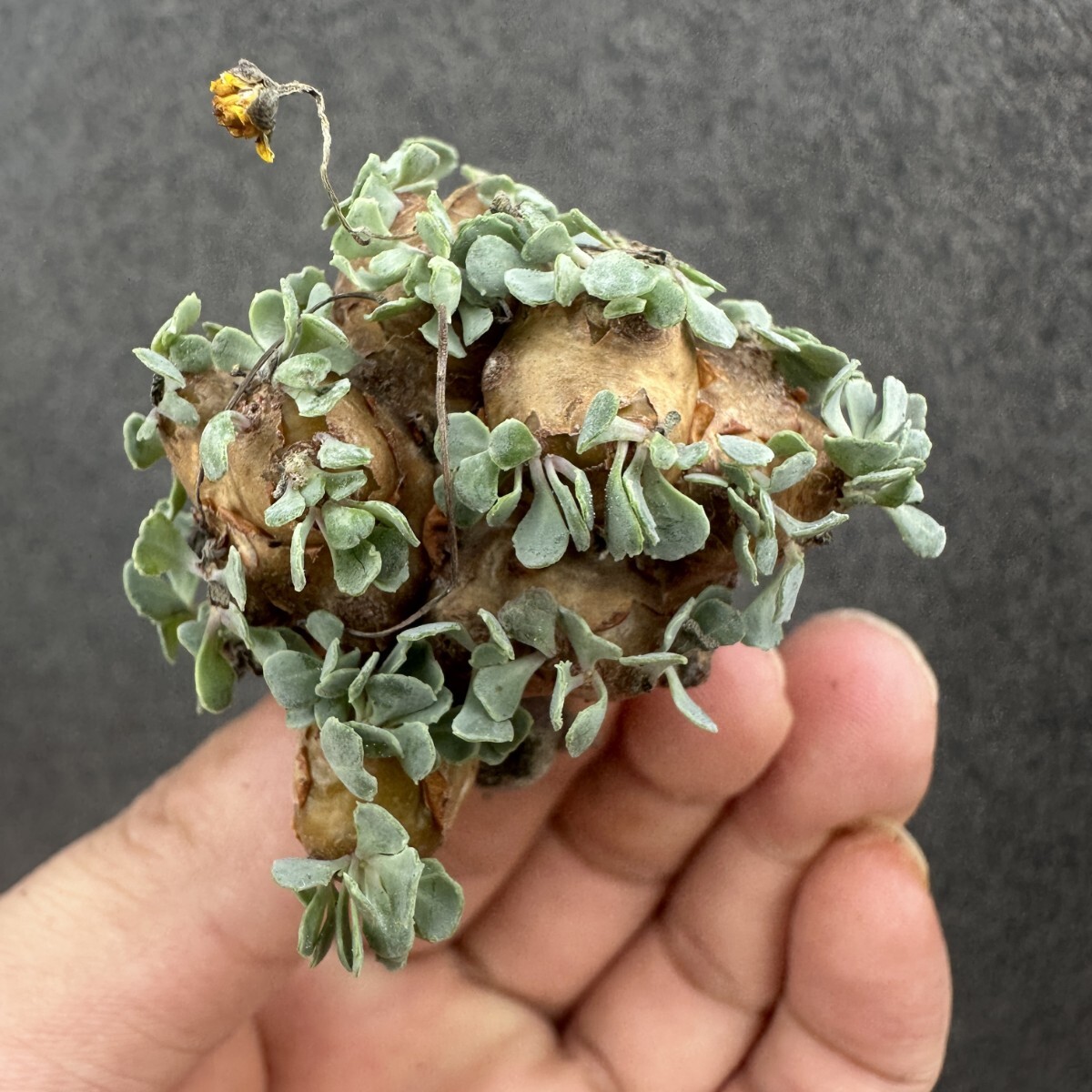 S10 特選 多肉植物 珍奇塊根植物 コーデックス オトンナ カカリオイデス(実生)拍卖