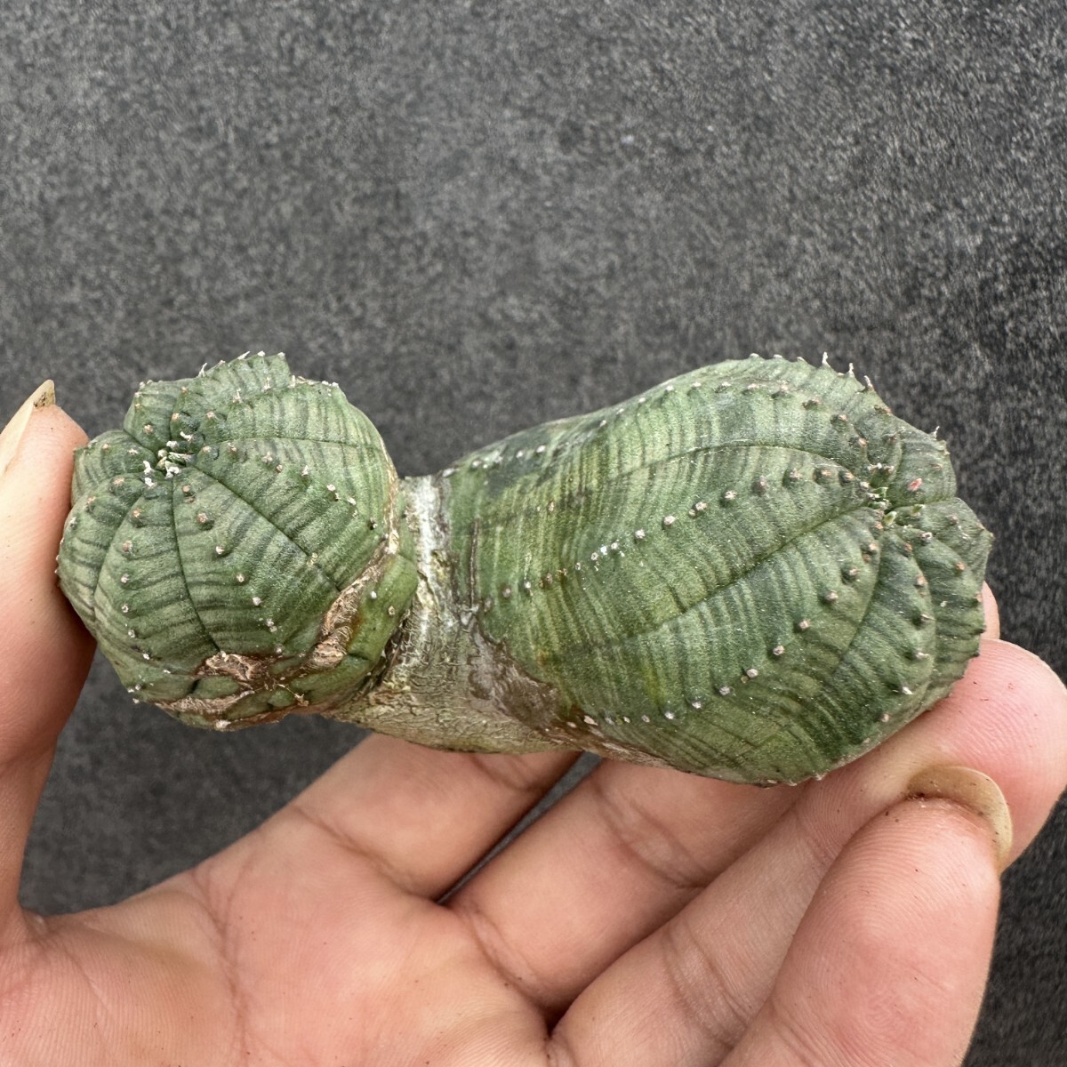 S11 ユーフォルビア オベサ Euphorbia obesa 群生株 ( 検索 塊根植物 多肉植物 )拍卖