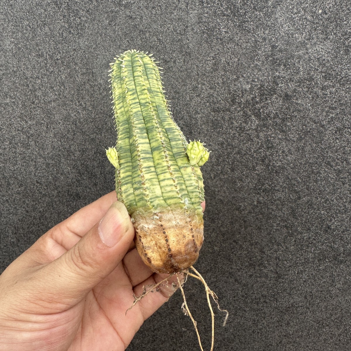 S12 ヨーロッパ入力 ユーフォルビア オベサブロウ Euphorbia obesa錦 鮮明極上錦拍卖