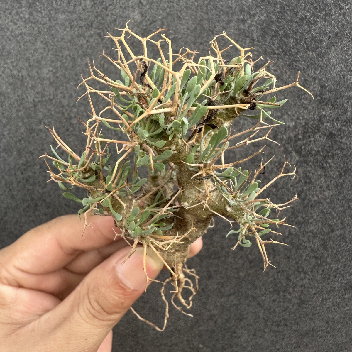 S14 多肉植物 塊根植物 オトンナ・ユーホルビオイデス/黒鬼殿/Othonna euphorbioides厳選株 実生苗拍卖