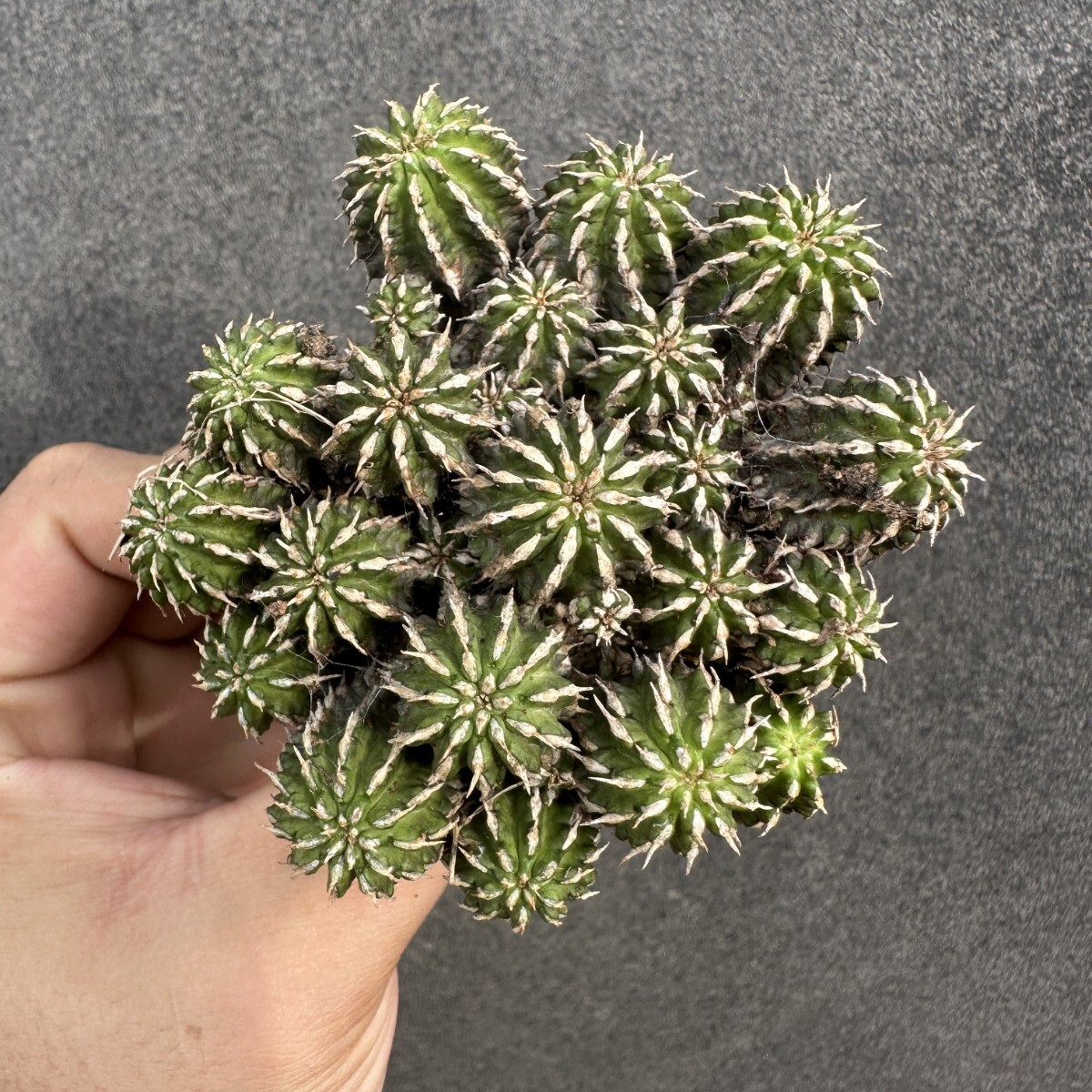 S16 珍奇塊根 Euphorbia sepulta / ユーフォルビア セプルタ拍卖