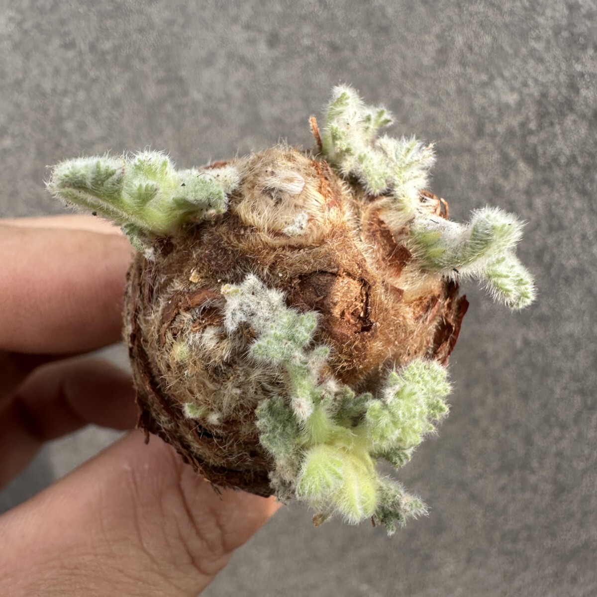 S17 ペラルゴニウム アッペンディクラツム 多肉植物 塊根植物 大株拍卖