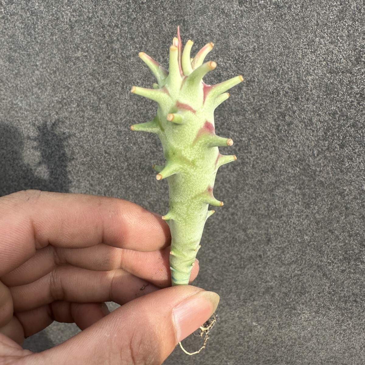 S18 Euphorbia longetuberculosa ロンギツベルクローサ 実生苗 多肉植物  ユーフォルビア拍卖
