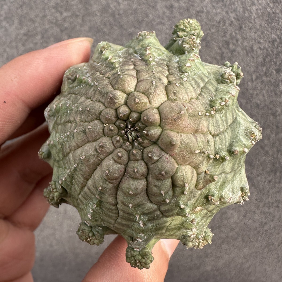 S22 特選 塊根植物 Euphorbia obesa Hook. ユーフォルビア オベサ SP ☆希少☆拍卖