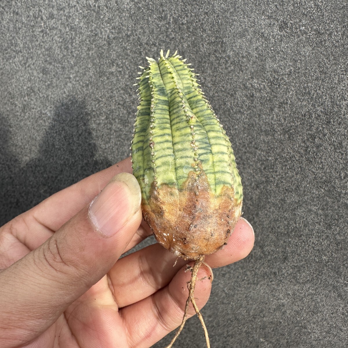 S23 ヨーロッパ入力 ユーフォルビア オベサブロウ Euphorbia obesa錦 鮮明極上錦拍卖