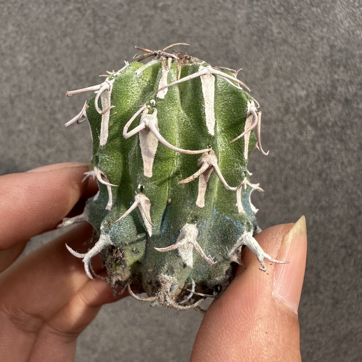 S24 多肉植物 サボテン ユーフォルビア・コルムナリス【Euphorbia columnaris】長刺タ拍卖