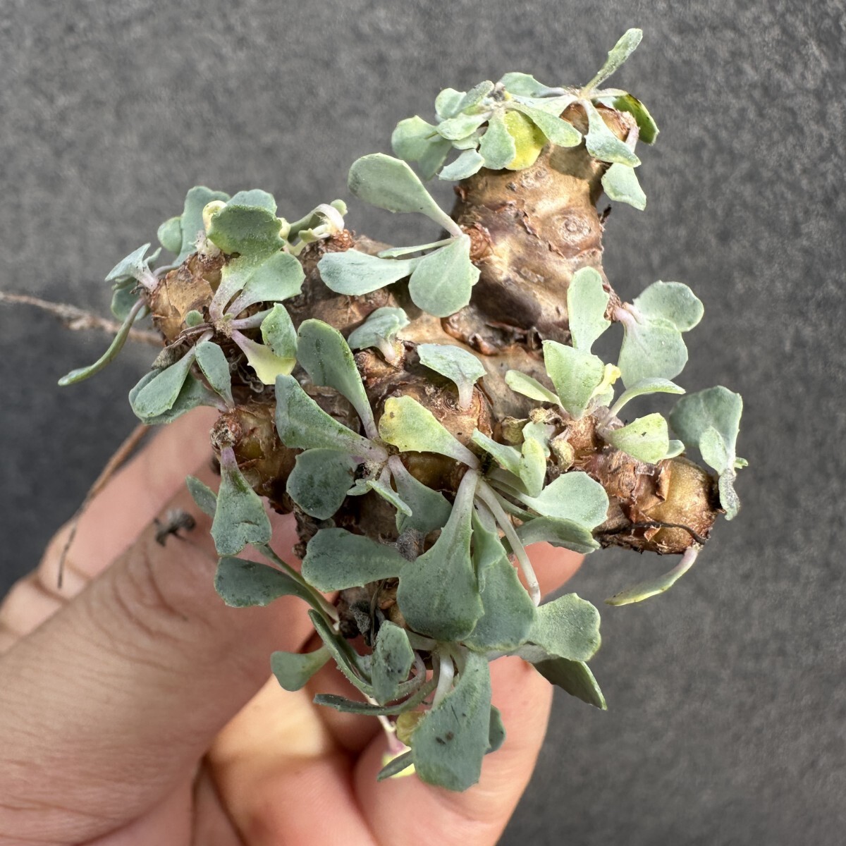 S28 特選 多肉植物 珍奇塊根植物 コーデックス オトンナ カカリオイデス(実生)拍卖