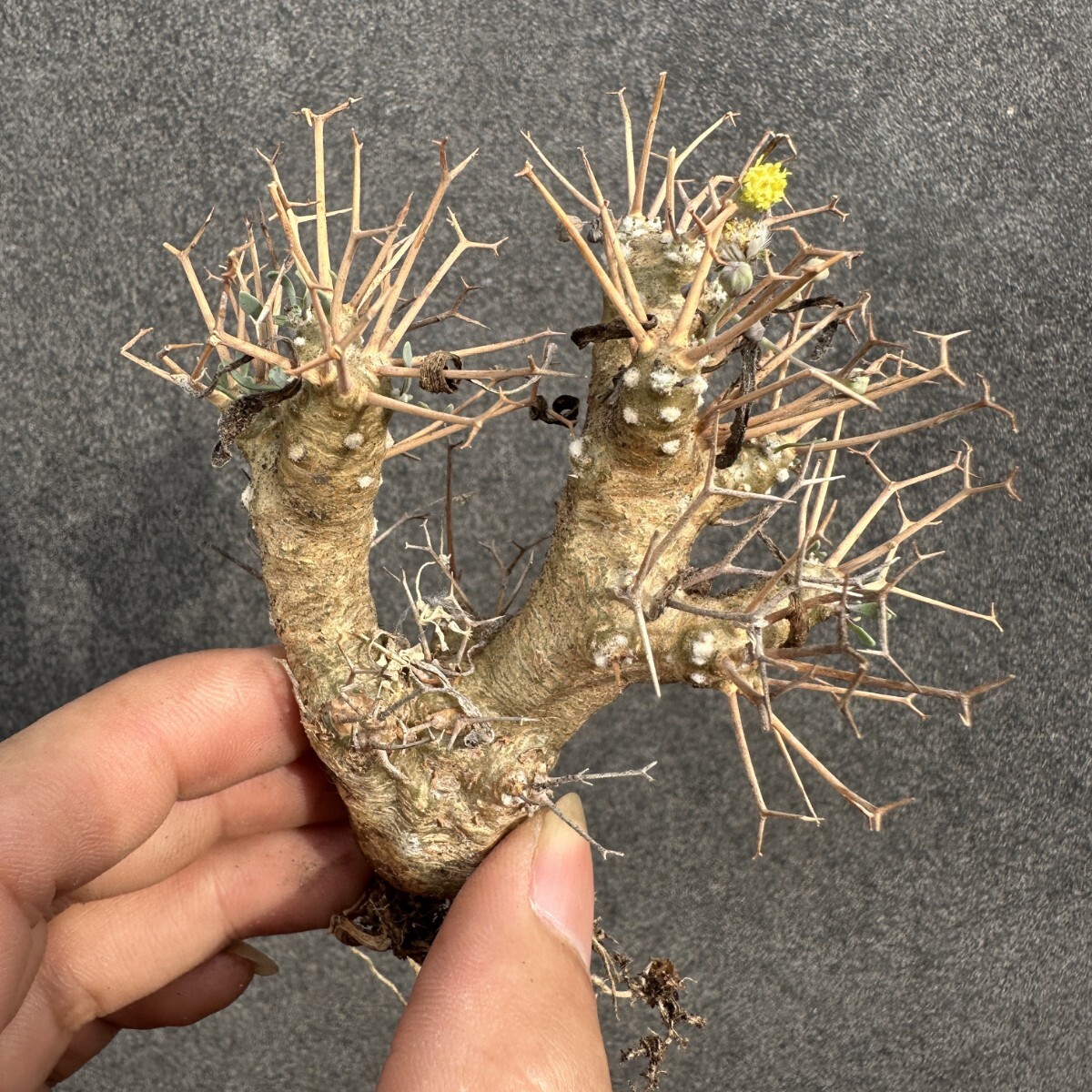 S29 多肉植物 塊根植物 オトンナ・ユーホルビオイデス/黒鬼殿/Othonna euphorbioides厳選株 実生苗拍卖