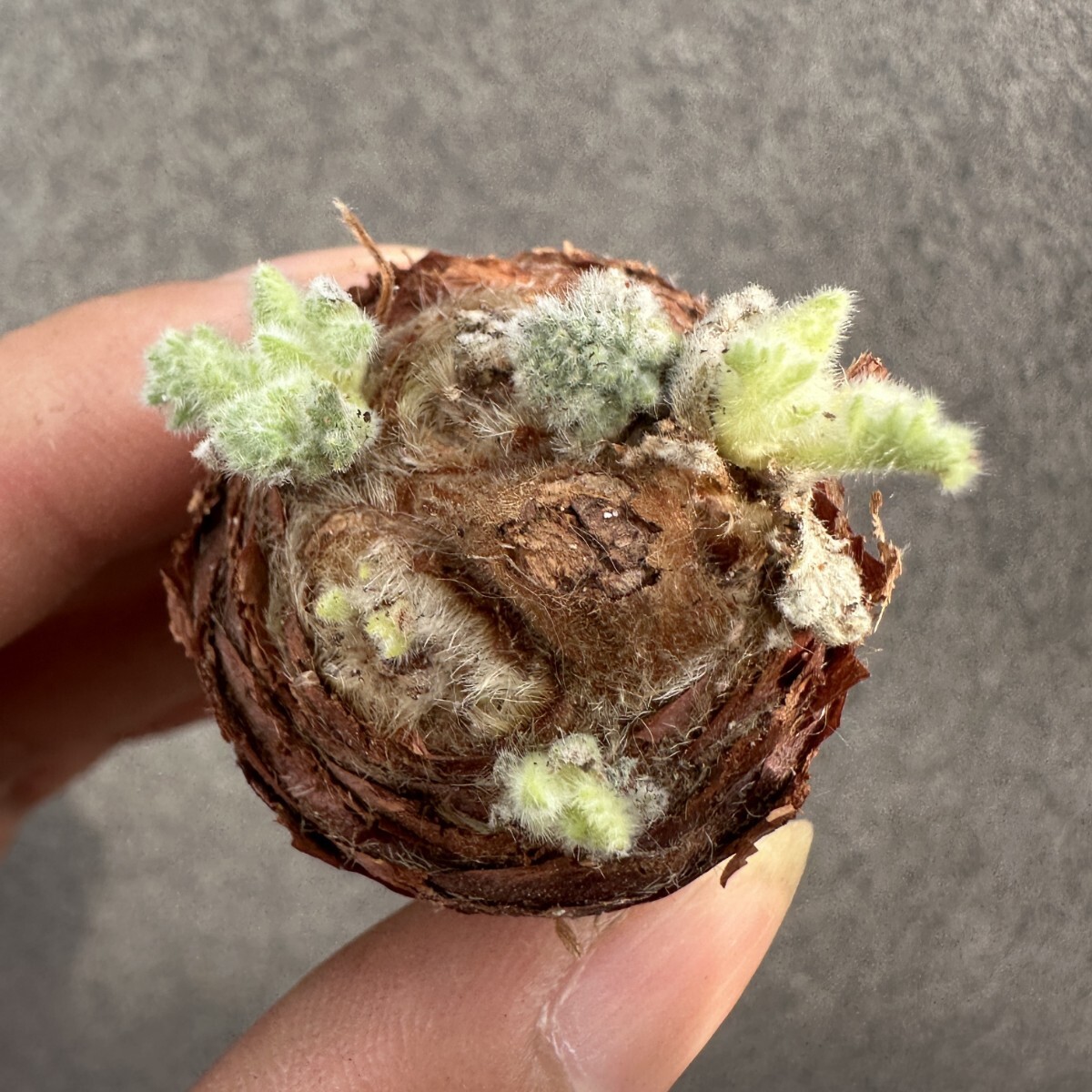 S31 ペラルゴニウム アッペンディクラツム 多肉植物 塊根植物 大株 拍卖