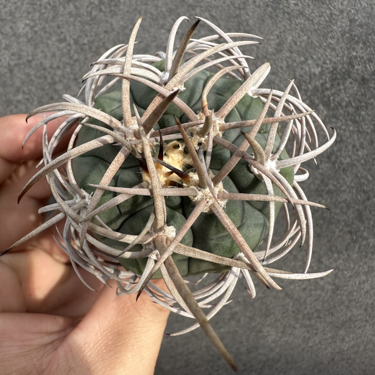 S33 サボテン 多肉植物 ギムノカリキュウム フェロシオール Gymnocalycium hybopleurum v.ferocior seedlings拍卖