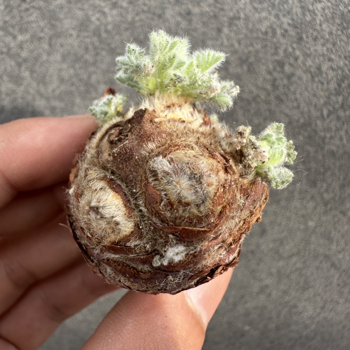 S34 ペラルゴニウム アッペンディクラツム 多肉植物 塊根植物 大株 拍卖