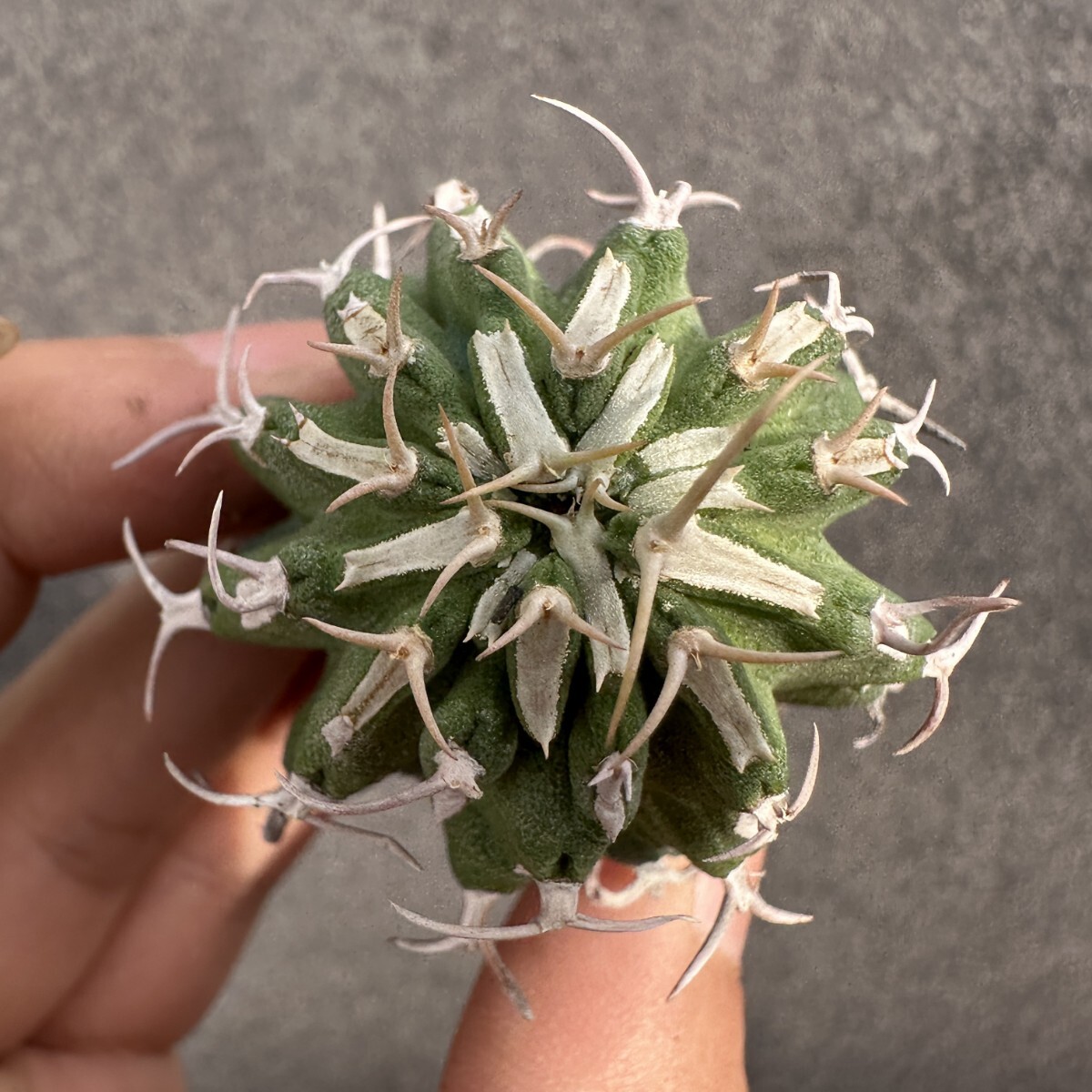 S35 多肉植物 サボテン ユーフォルビア・コルムナリス【Euphorbia columnaris】長刺タ拍卖