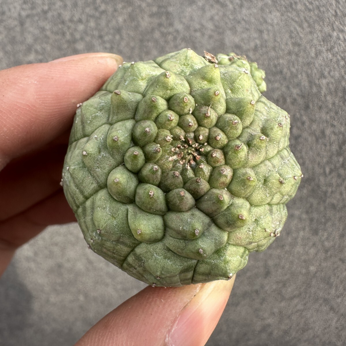 S36 特選 塊根植物 Euphorbia obesa Hook. ユーフォルビア オベサ SP ☆希少☆拍卖