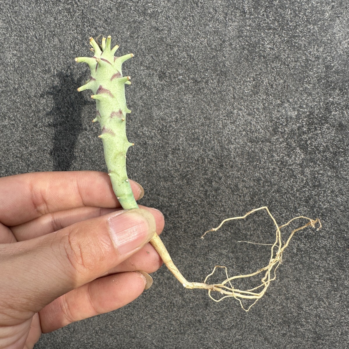 S37 Euphorbia longetuberculosa ロンギツベルクローサ 実生苗 多肉植物  ユーフォルビア拍卖