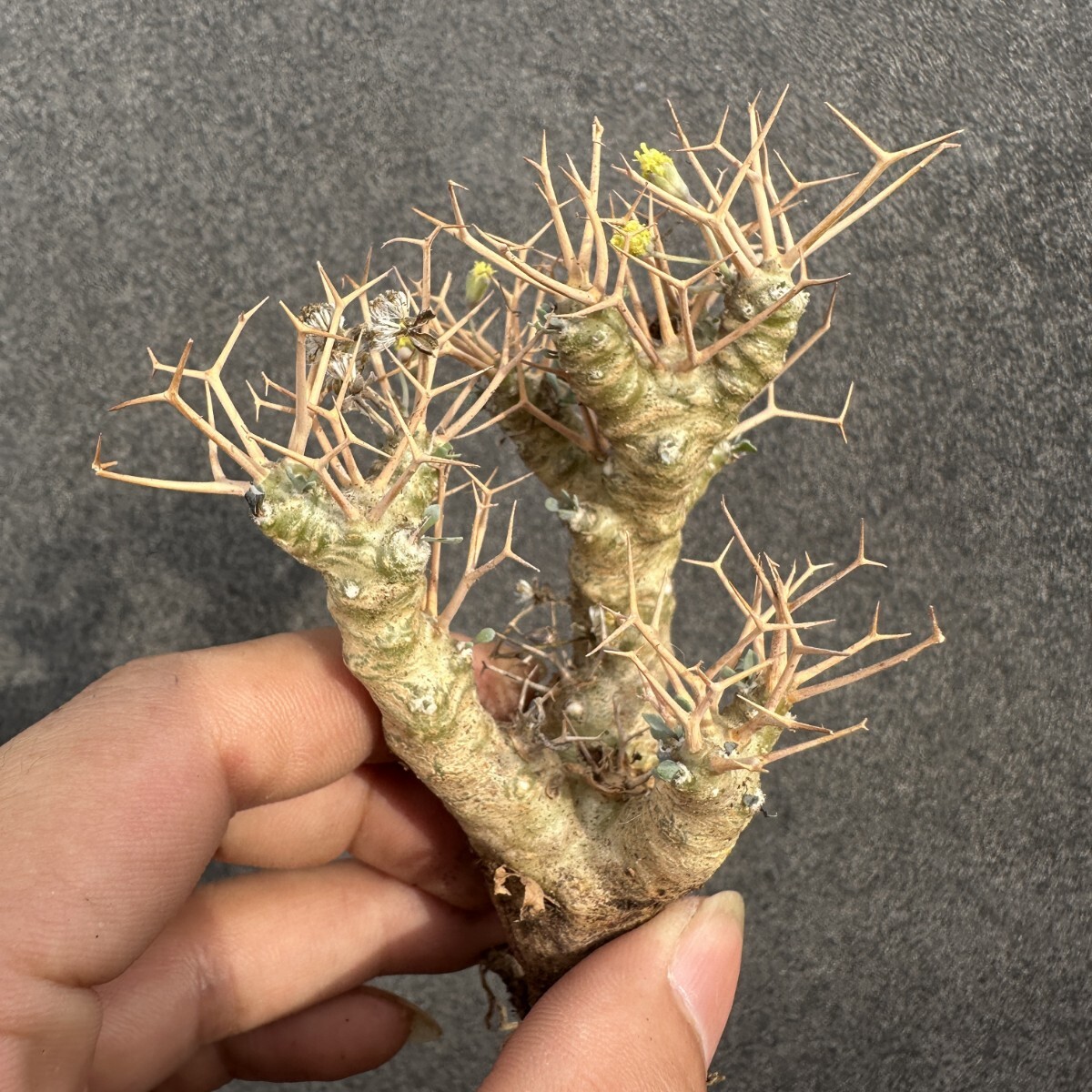 S38 多肉植物 塊根植物 オトンナ・ユーホルビオイデス/黒鬼殿/Othonna euphorbioides厳選株 実生苗拍卖