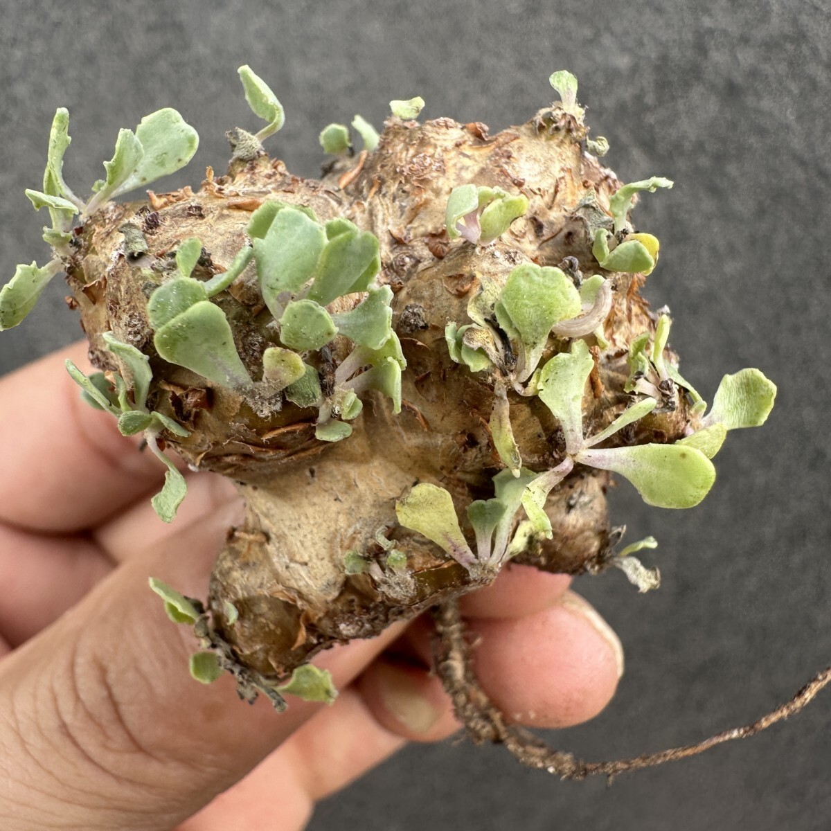 S40 特選 多肉植物 珍奇塊根植物 コーデックス オトンナ カカリオイデス(実生)拍卖