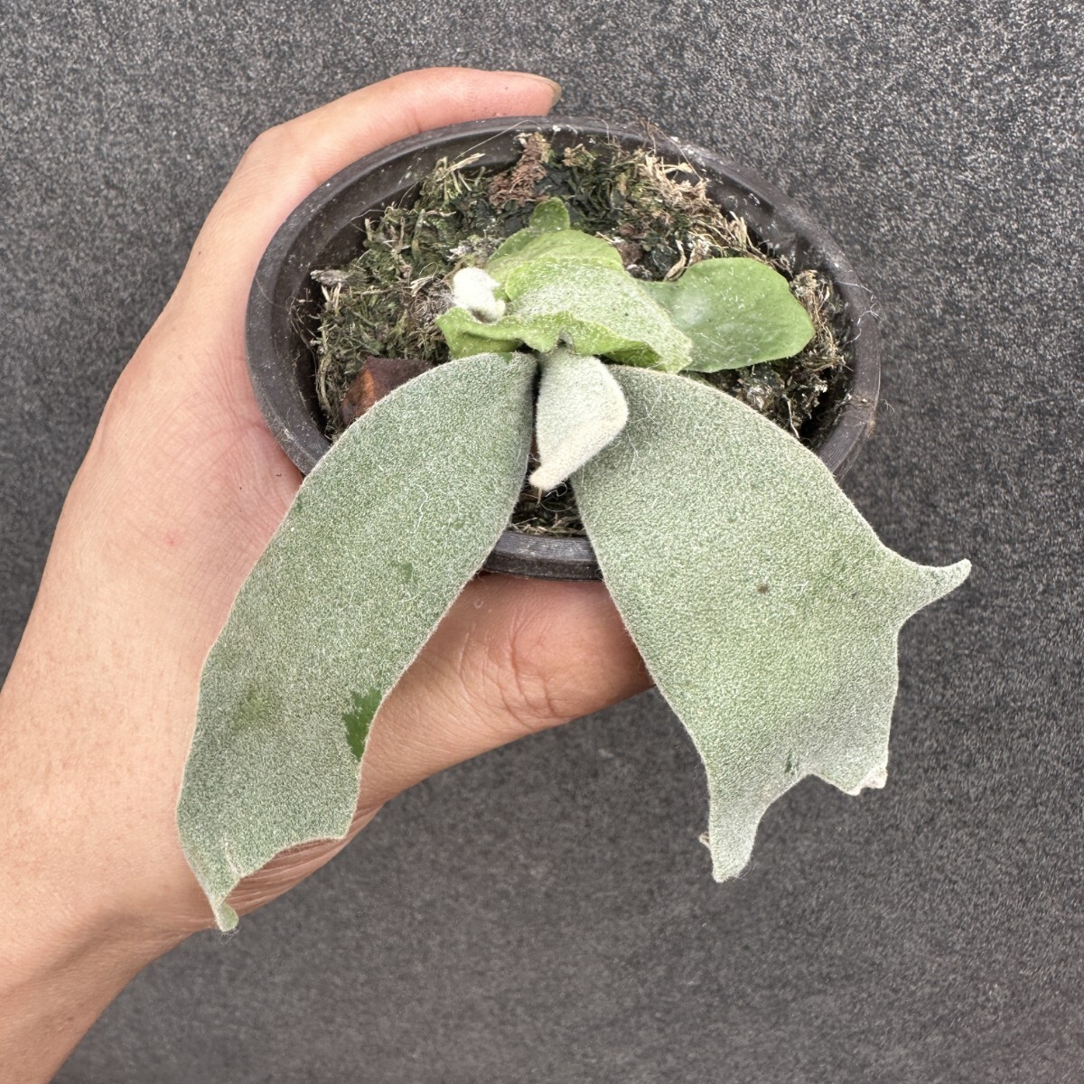 S41 ビカクシダ Platycerium willinckii Nano拍卖