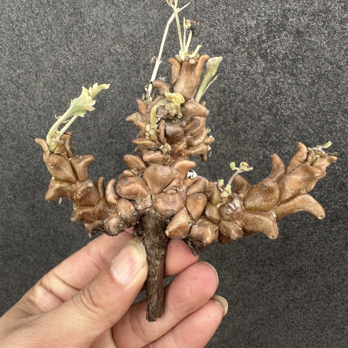 S42 【現地球 極太】 オトンナ ヘレー othonna herrei 蛮鬼塔 塊根植物 コーデックス拍卖