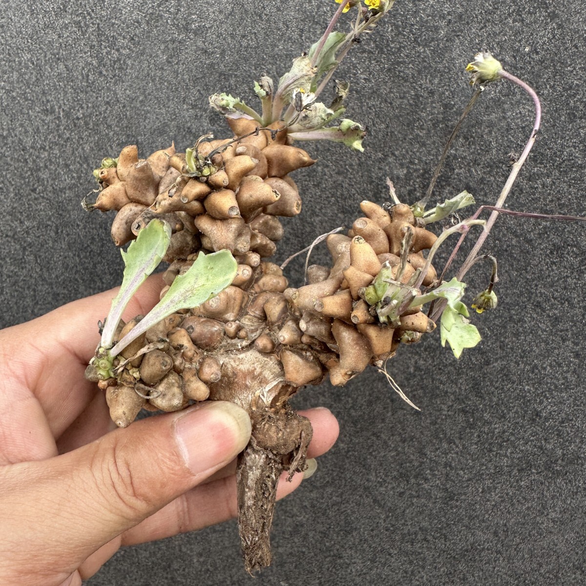 S46 【現地球 極太】 オトンナ ヘレー othonna herrei 蛮鬼塔 塊根植物 コーデックス拍卖