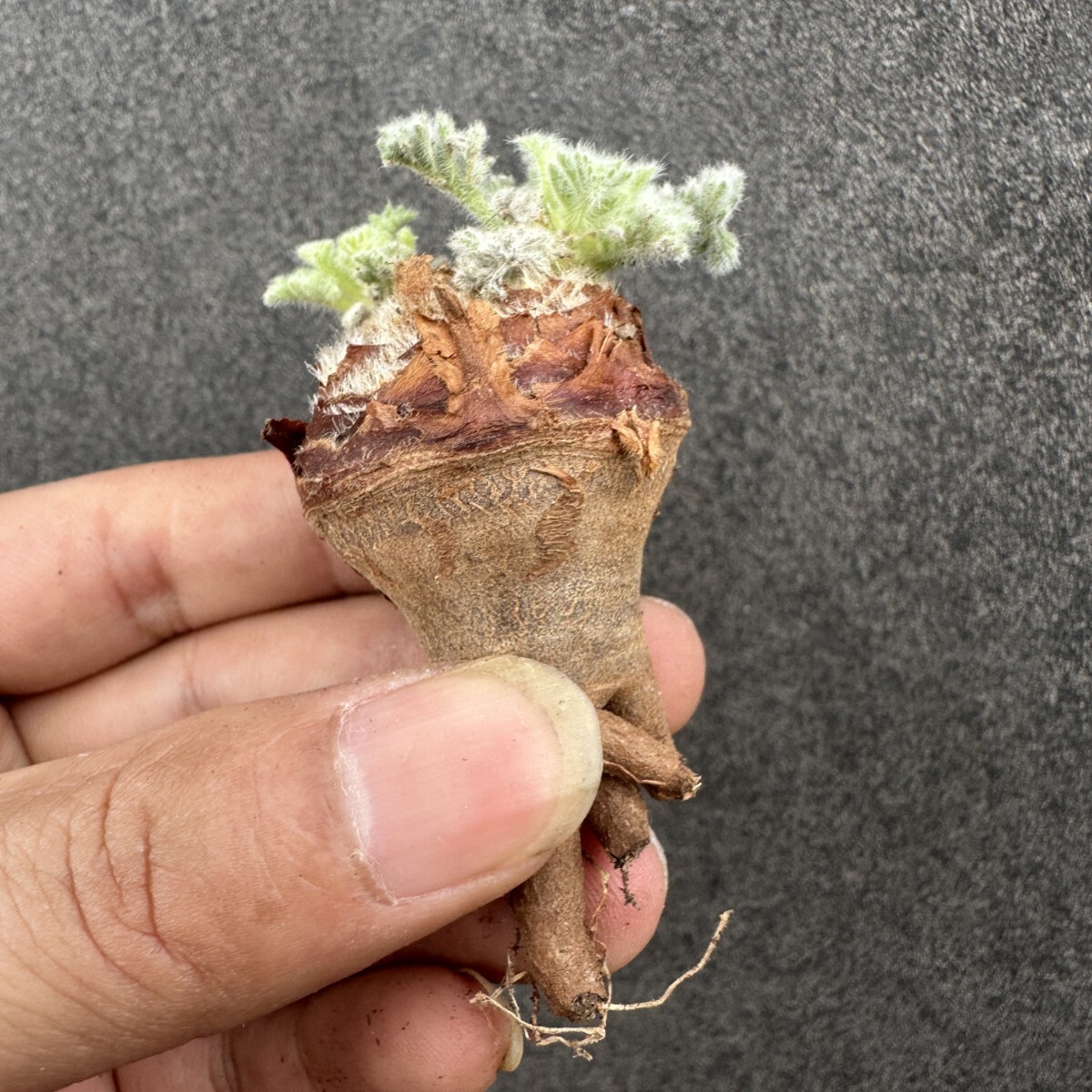 S47 ペラルゴニウム アッペンディクラツム 多肉植物 塊根植物 大株 拍卖