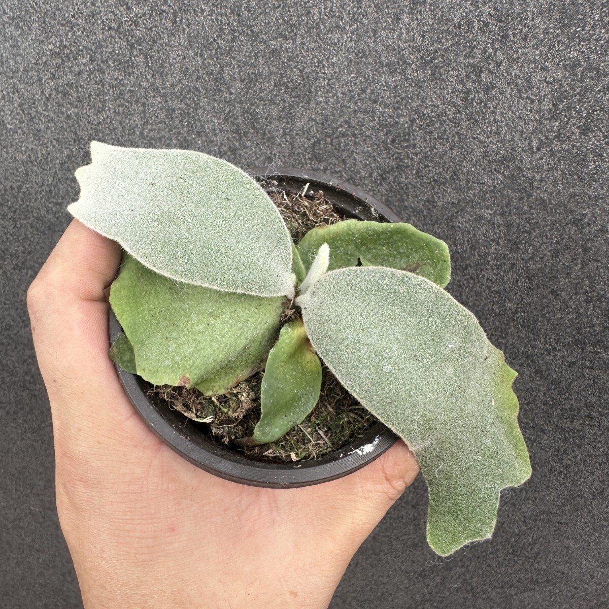 S56 ビカクシダ Platycerium willinckii Nano拍卖