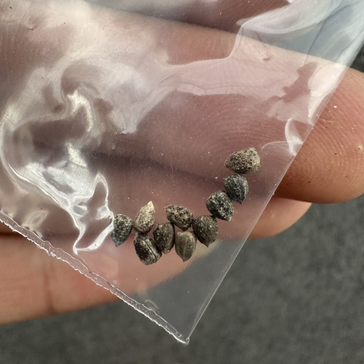 S60 ユーフォルビア ガムケンシス Euphorbia gamkensis 種子10粒 拍卖