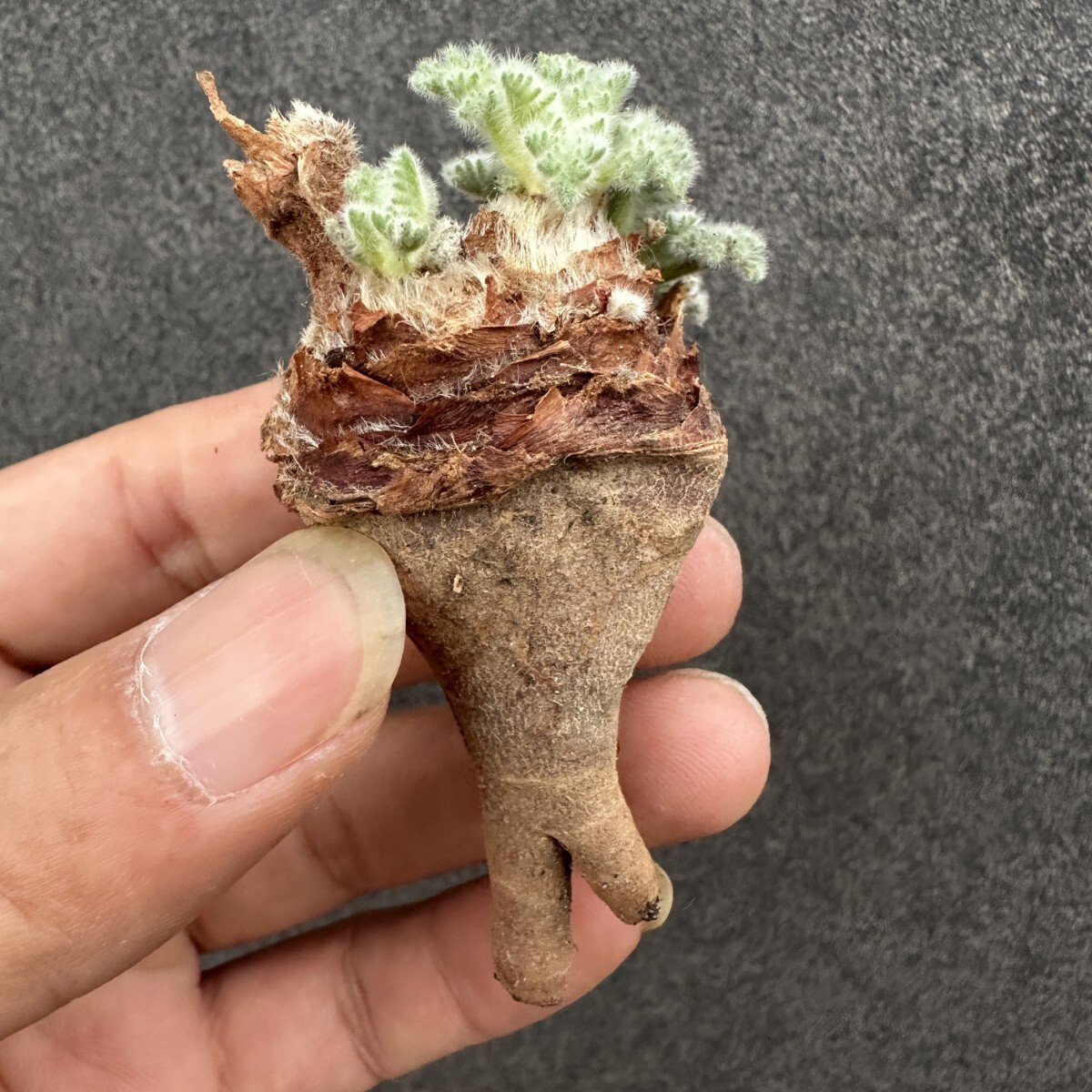 S61 ペラルゴニウム アッペンディクラツム 多肉植物 塊根植物 大株 拍卖