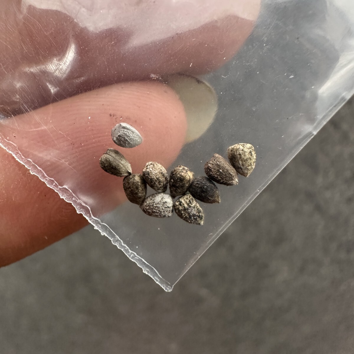 S63 ユーフォルビア ガムケンシス Euphorbia gamkensis 種子10粒 拍卖