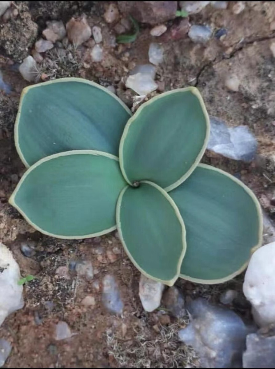 S59 Gethyllis marginata, bitterfontein se 7.5km 超希少 南アフリカ 拍卖