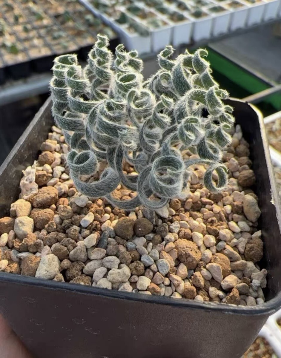 S39 多肉植物 / 球根 ゲチリス ラヌギノサ Engelsepunt / Gethyllis lanuginosa 拍卖