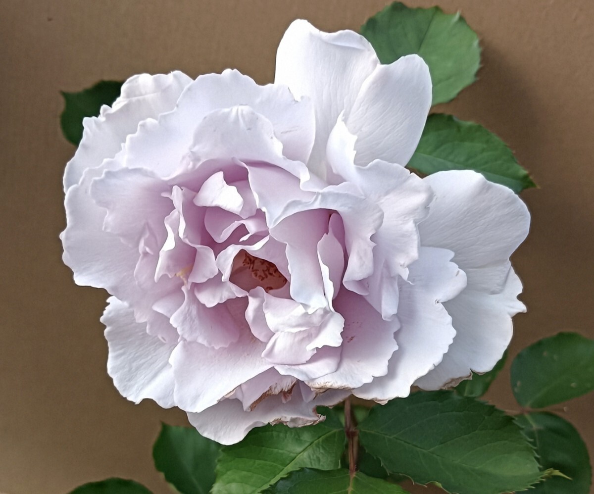 2 薔薇苗 バラ 四季咲き強健 虫食いあり拍卖