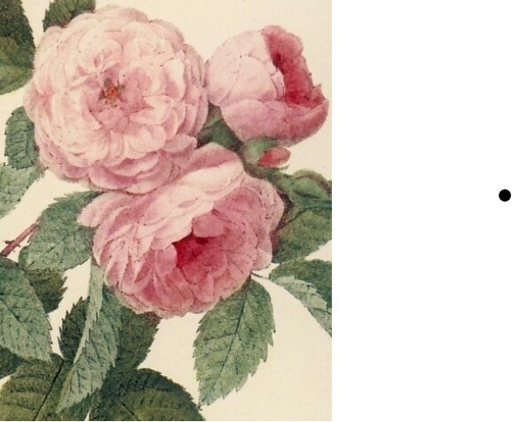 第四種送料¥290 ロサムルティフローラ カルネア 102 ルドゥーテも描いた丸い房咲き 丈夫で初心者向け バラ クライミング つる拍卖