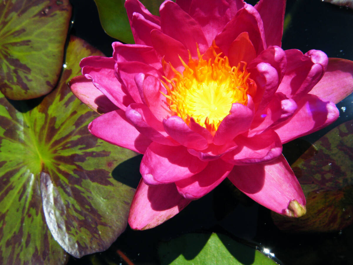 【開田屋水園】 HT亜属間交配睡蓮 バンコク・ピンク・パンサー (スイレン) 苗拍卖