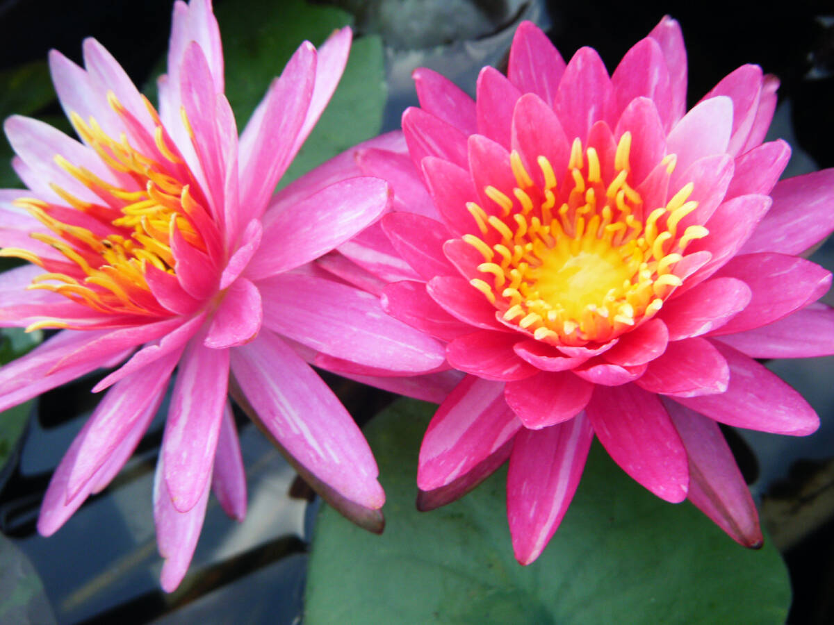 【開田屋水園】 耐寒性睡蓮 スィリポーン (スイレン) 苗拍卖