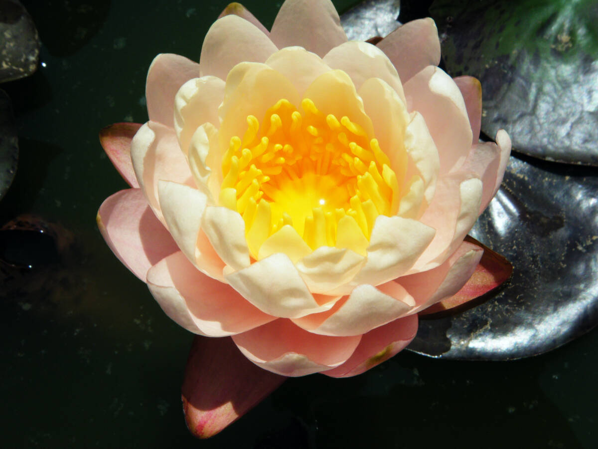 【開田屋水園】 耐寒性睡蓮 ゴールデン・ゲート (スイレン) 苗拍卖